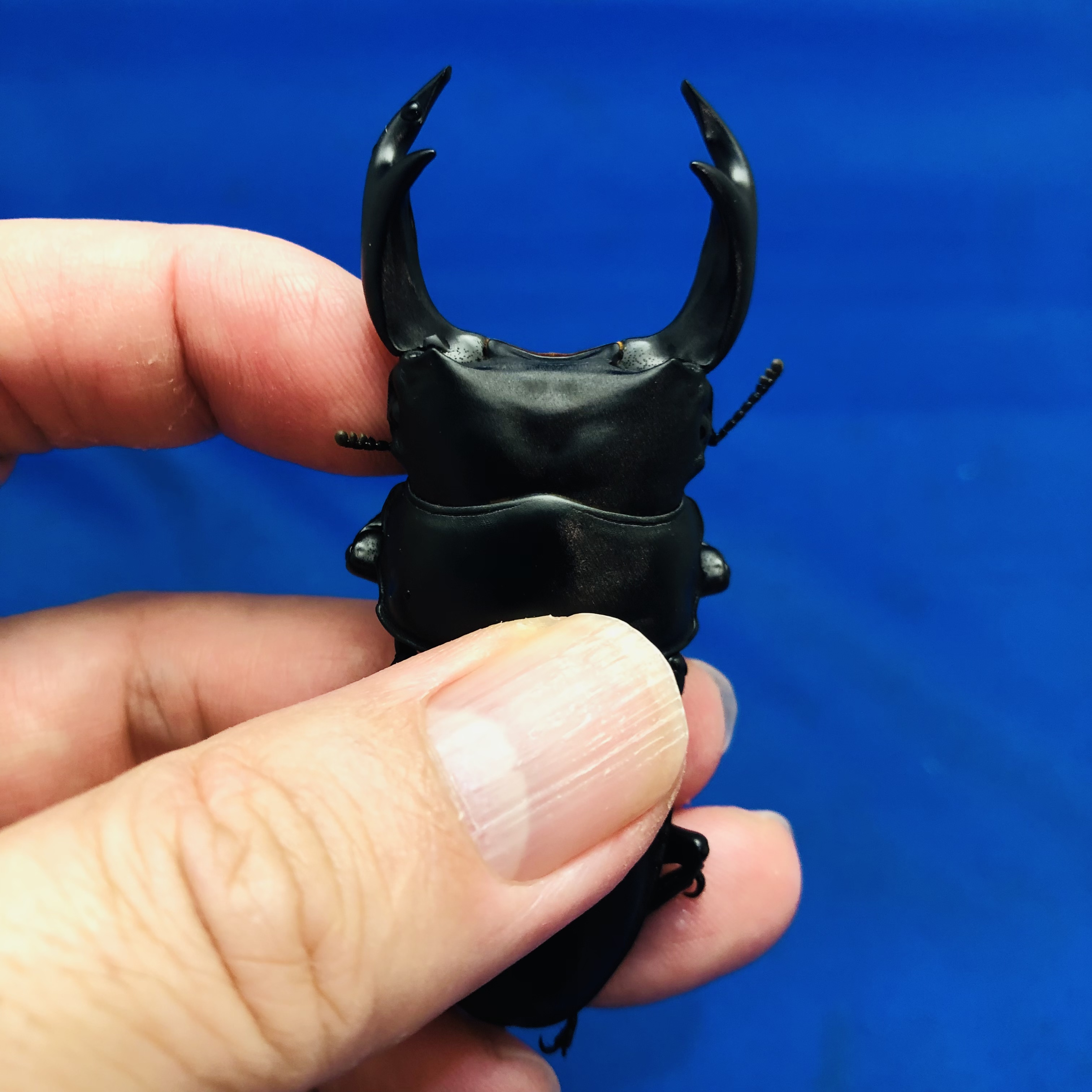 長崎県対馬市産 ＃6742 | オオクワガタ vs ヒラタクワガタのブリードの