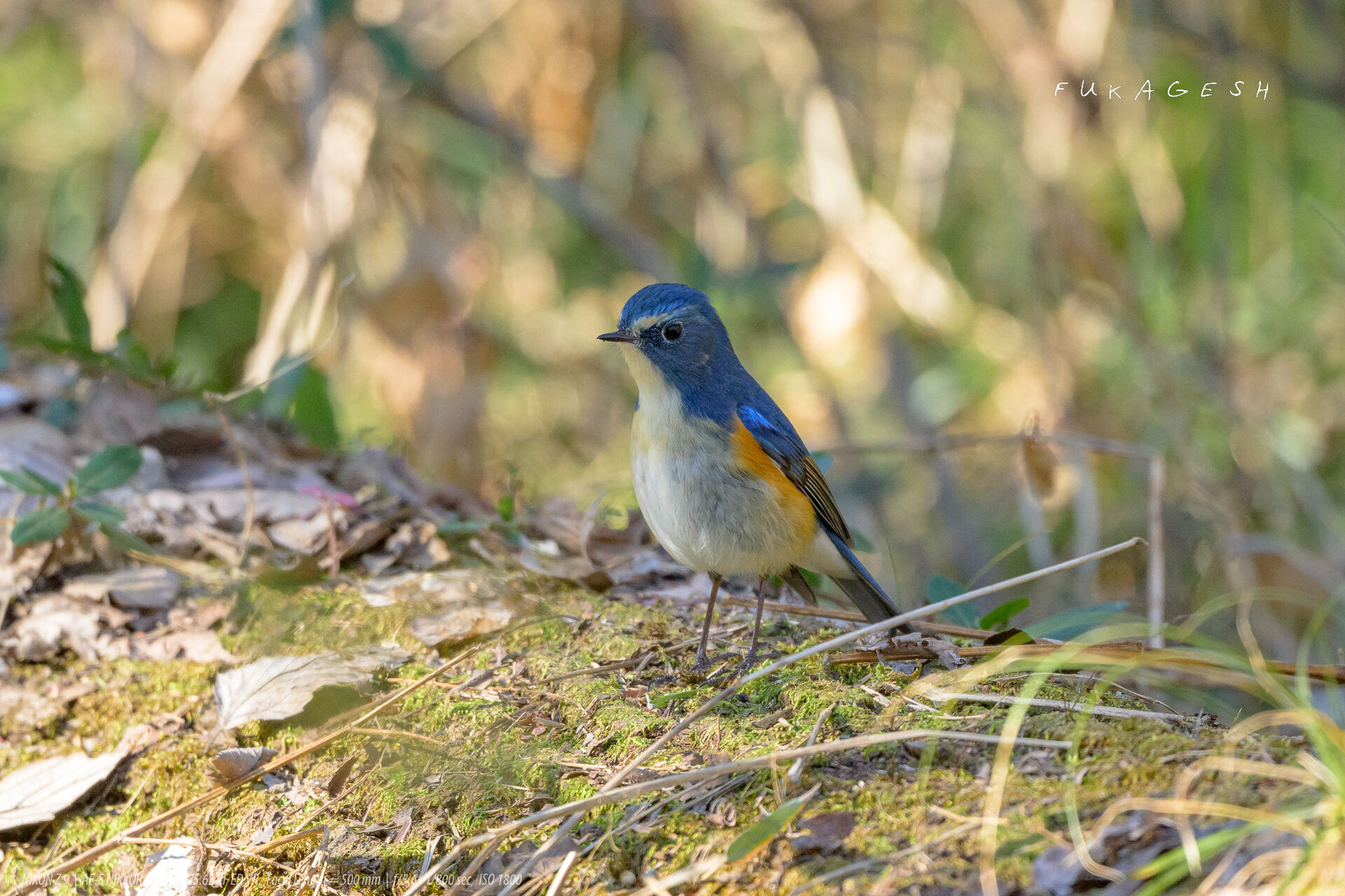 主に青い鳥 - 野鳥