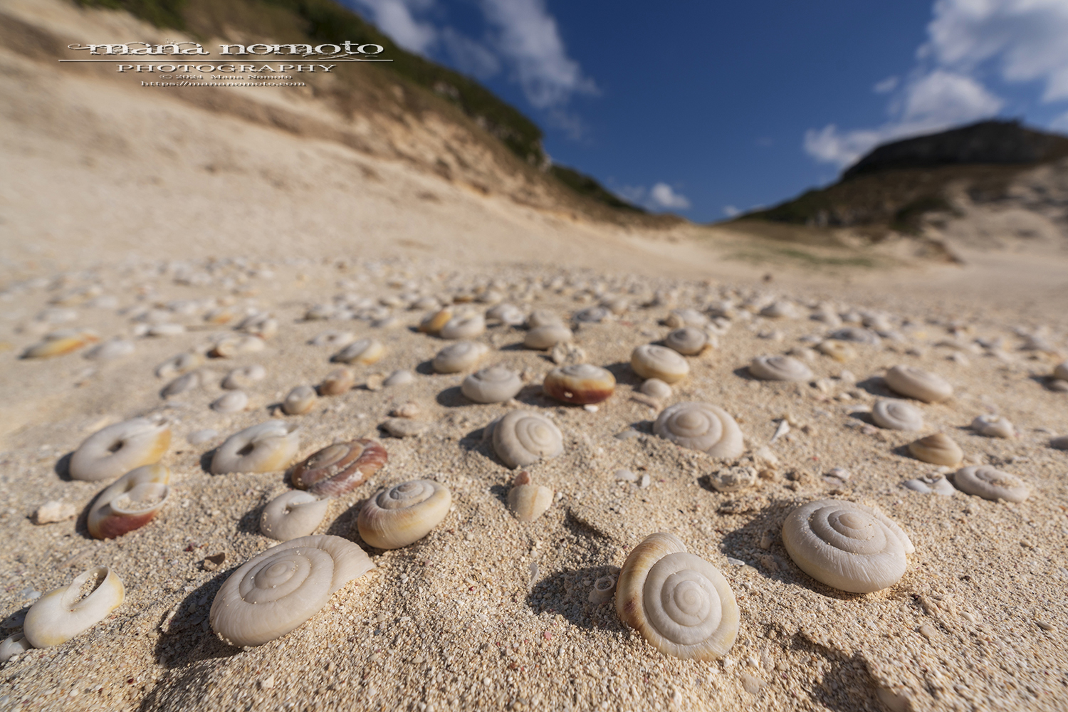 ヒロベソカタマイマイ 陸貝 半化石 ヒロベソカタマイマイ 陸貝 半化石