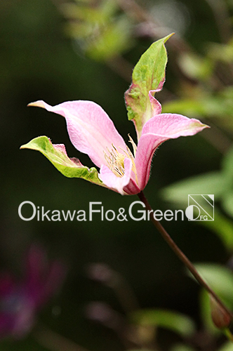 オリジナル新品種2023販売開始のお知らせ！｜ブログ|クレマチス専門