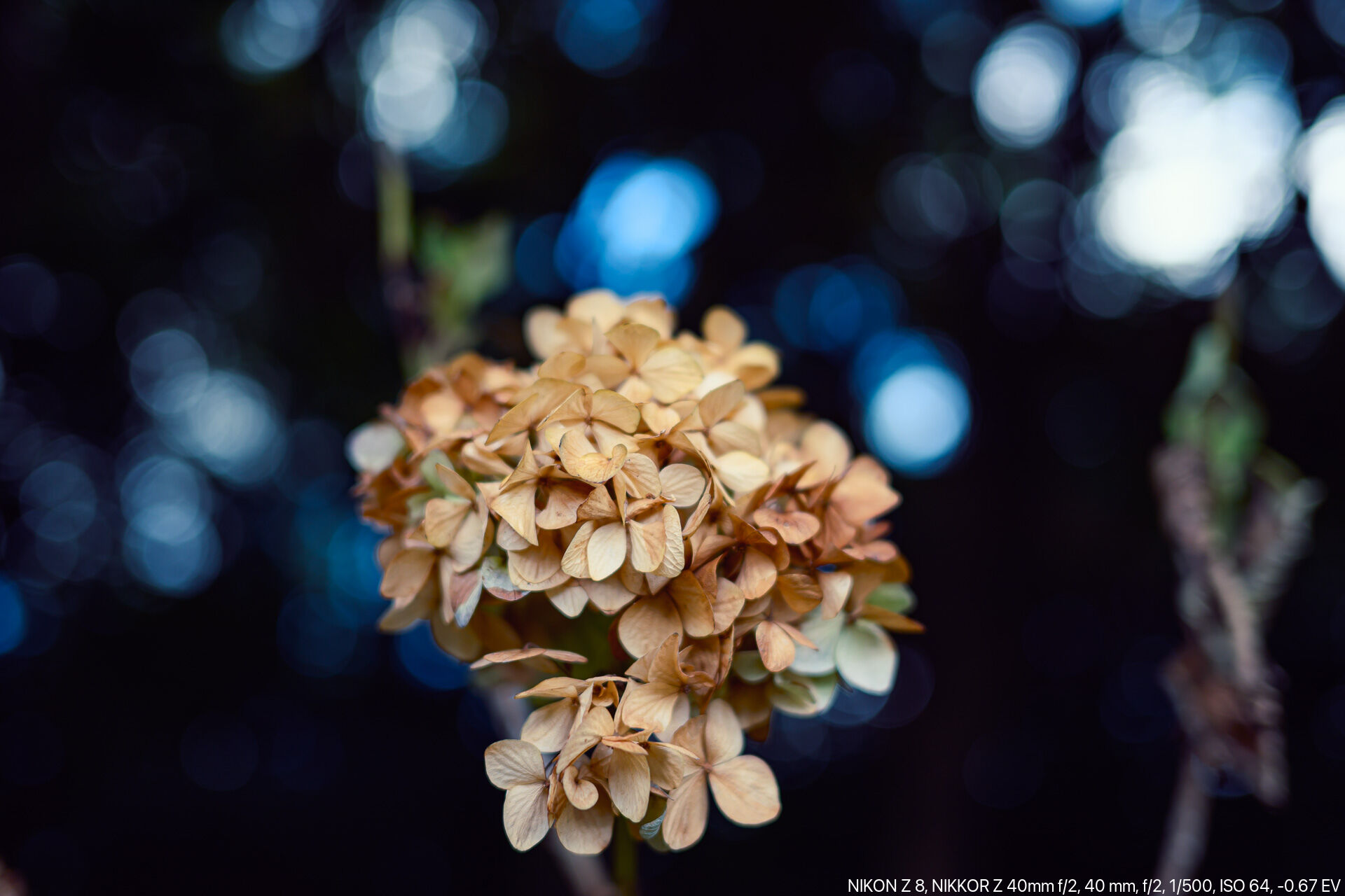 夏が過ぎ秋が深まってもなお道端に残るヴィンテージ紫陽花 – 酔人日月
