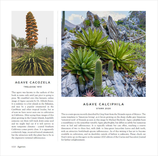 Agaves SPECIES, CULTIVARS & HYBRIDS 洋書 楽天市場】Agave Species Cultivars ＆ Hybrids アガベ 著者 Jeremy