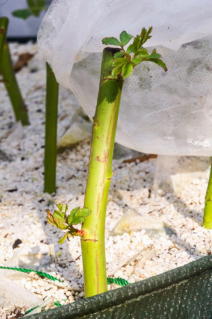 ローズそらシド: バラの挿し木 台木用ノイバラの秋挿し