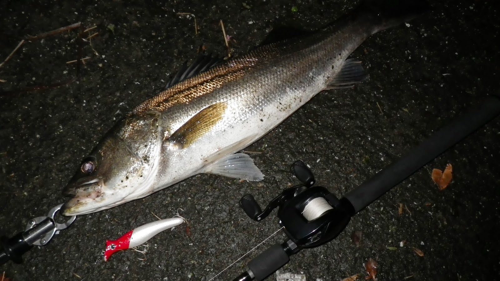 TOYO's Rollin' Sea Bassin' Diary: ZENAQ GLANZ B73 Circular