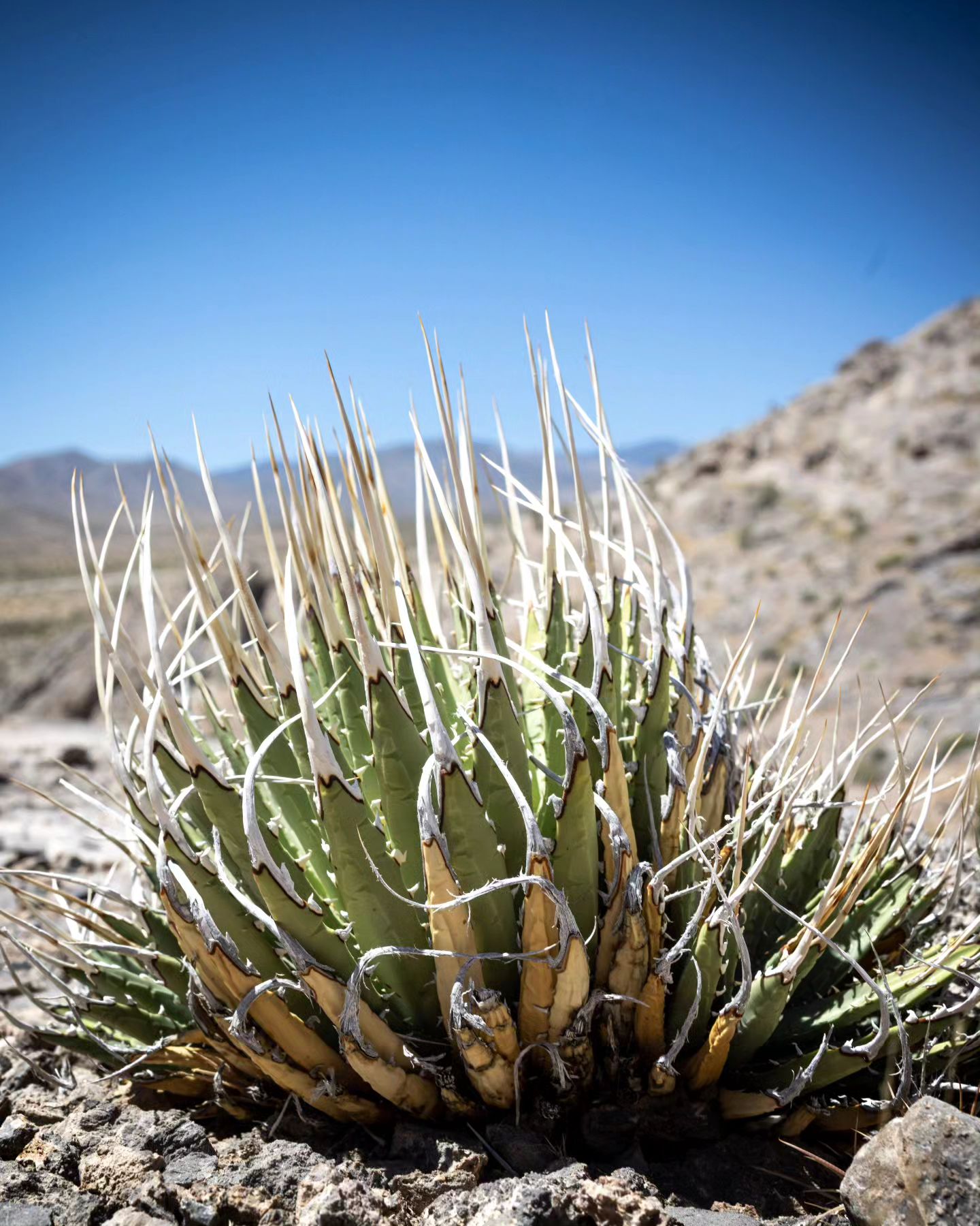 Agave utahensis in habitat and in cultivation: guest post by Dan