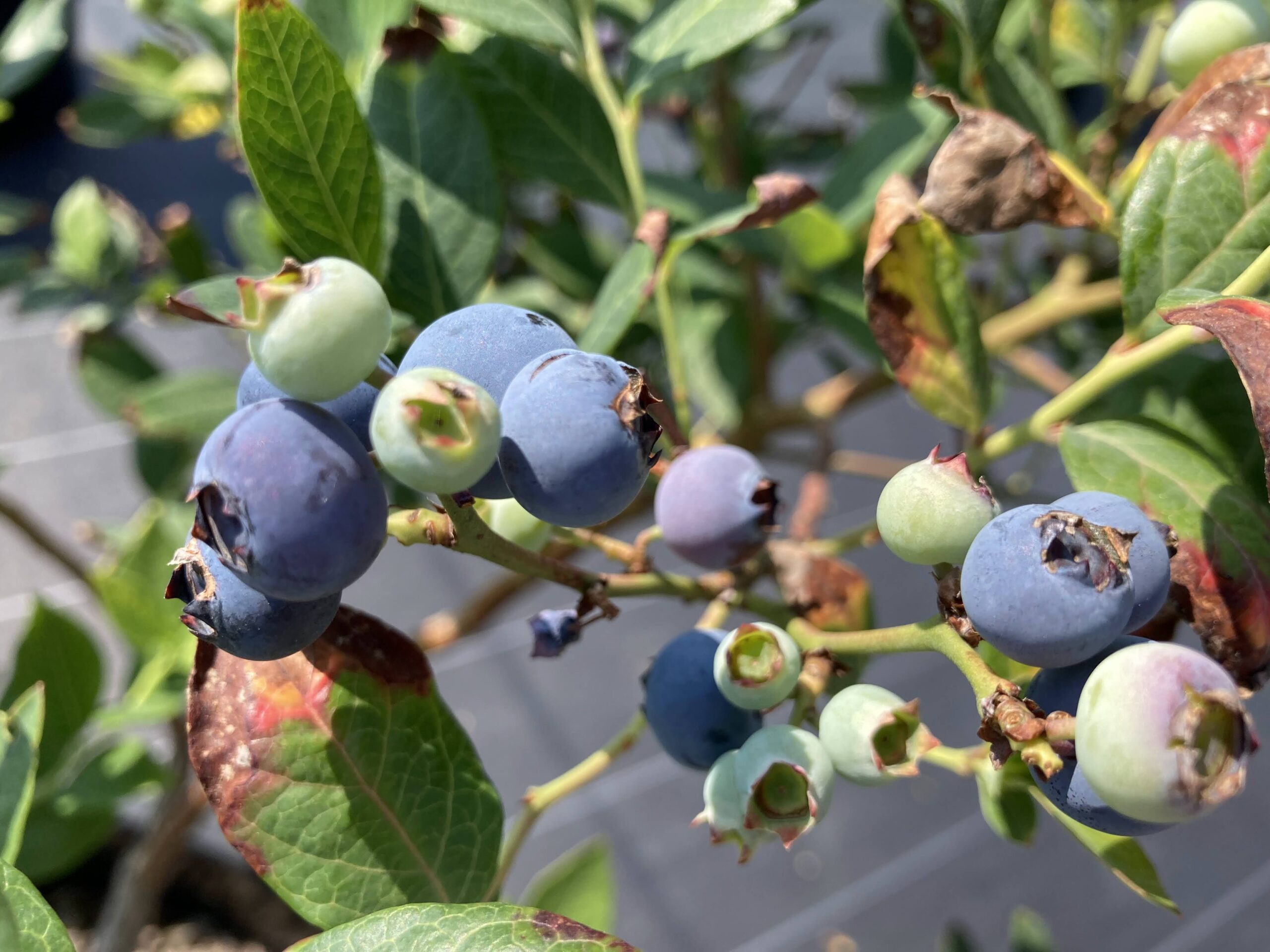 OPI サザンハイブッシュ系ブルーベリー