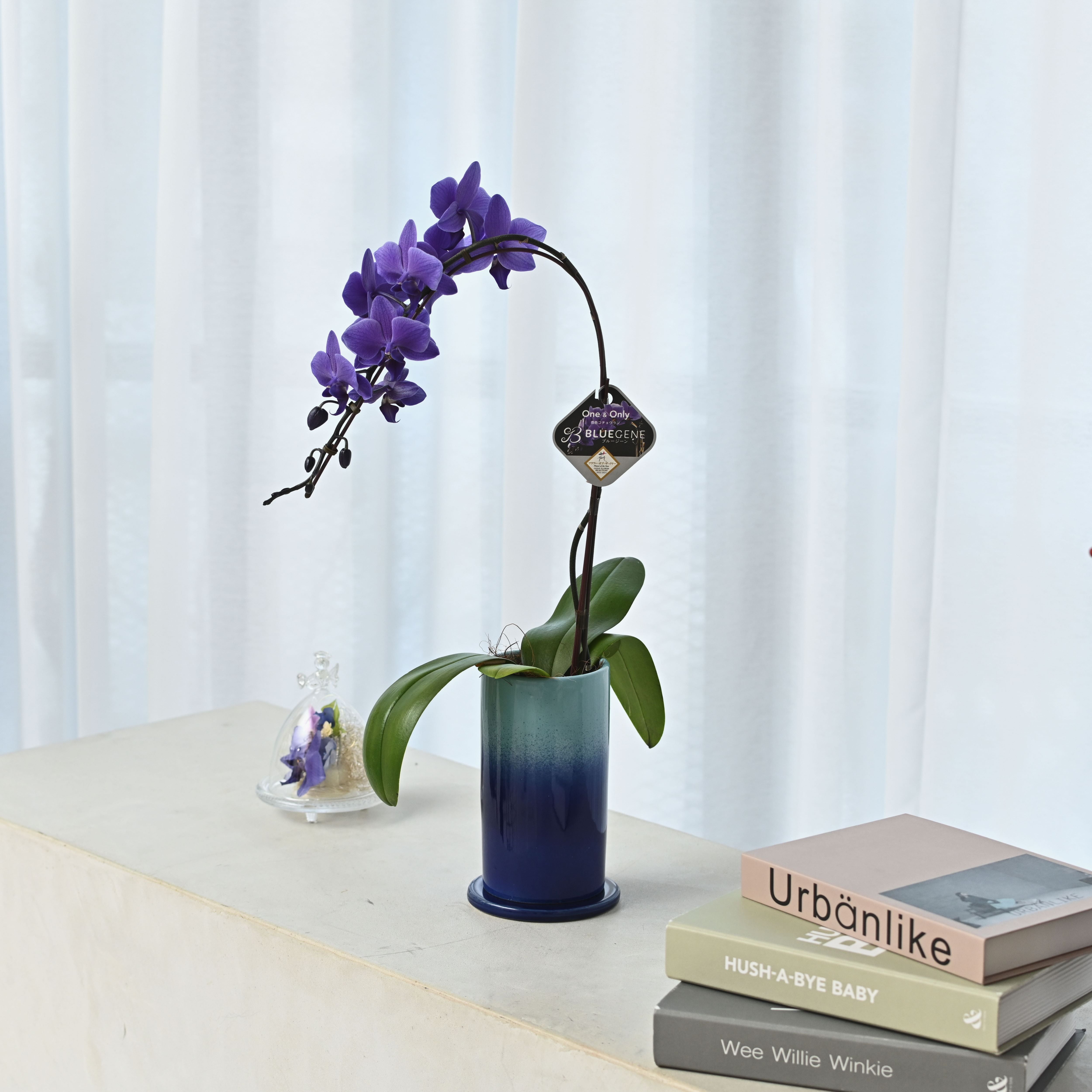 公式】青色胡蝶蘭ブルージーン1本立鉢 ブルーシリンダー／世界初の特別