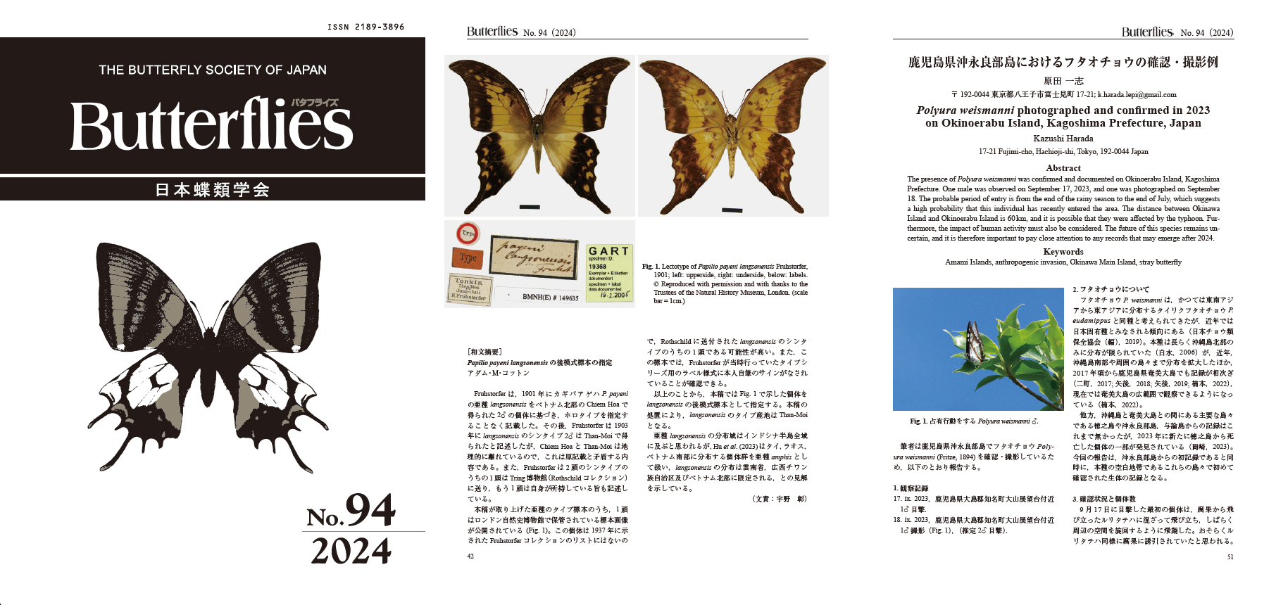 ３/17まで掲載：日本の稀少蝶 地域特産種・局地発生（亜）種 tizu-ajia-ag-aosuji.jpg