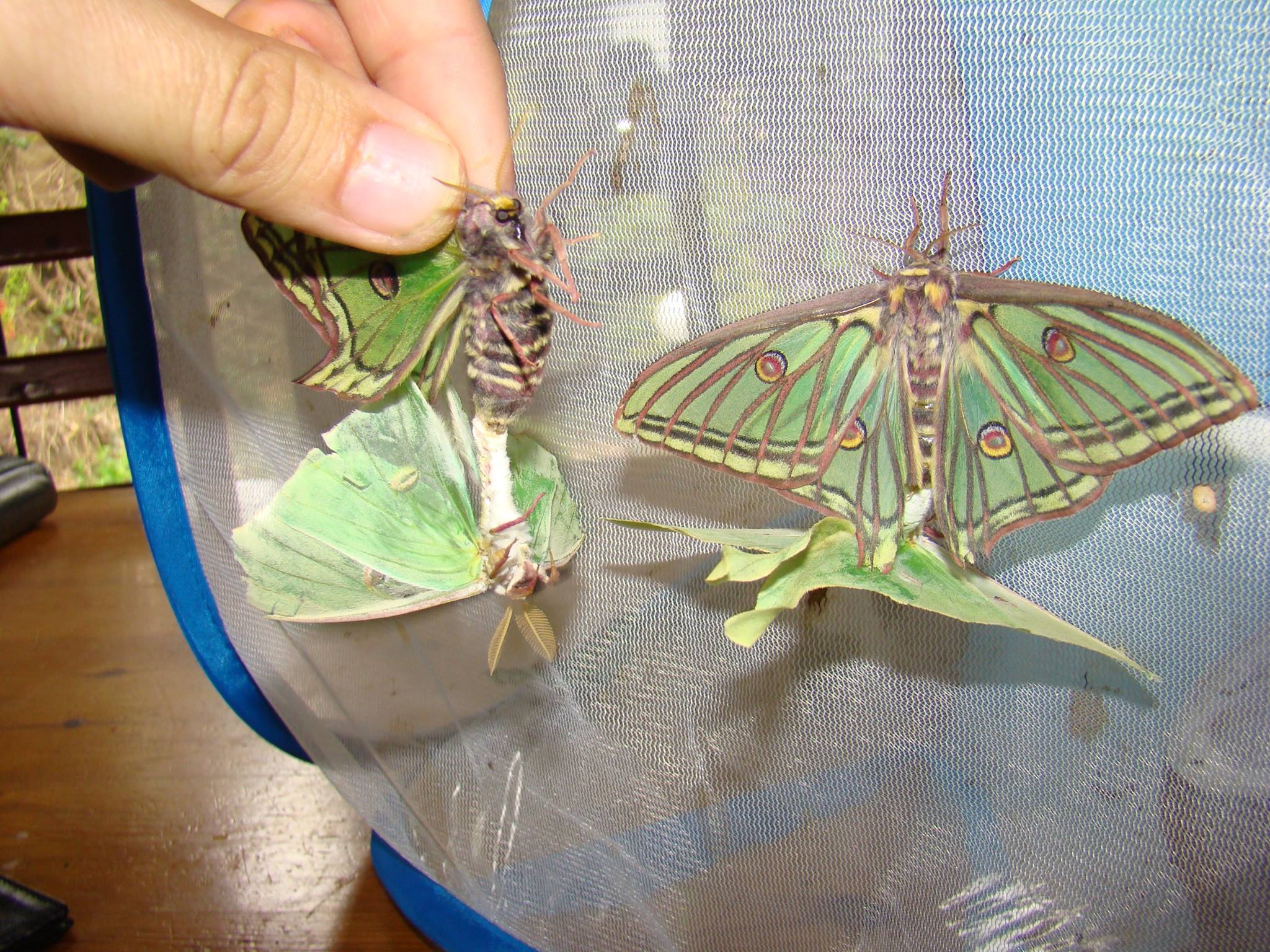 Graellsia isabellae — “Spanish moon moth” | Welcome, visitor!