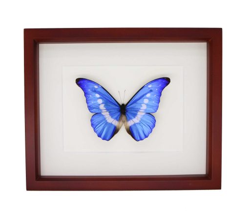 Framed Morpho Rhetenor Helena | Preserved Blue Morpho