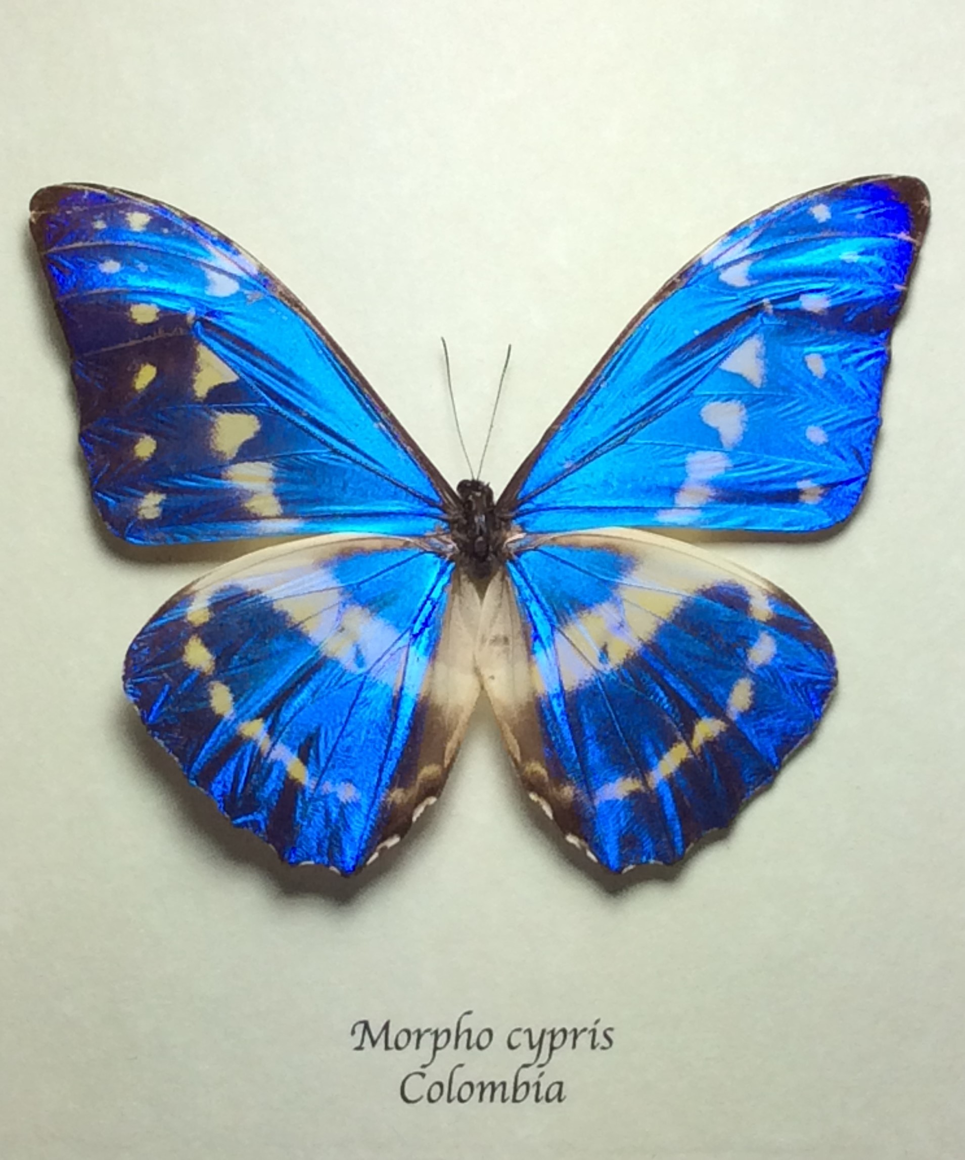 Morpho Cypris, Colombia, rare, stunning, large, metallic, blue
