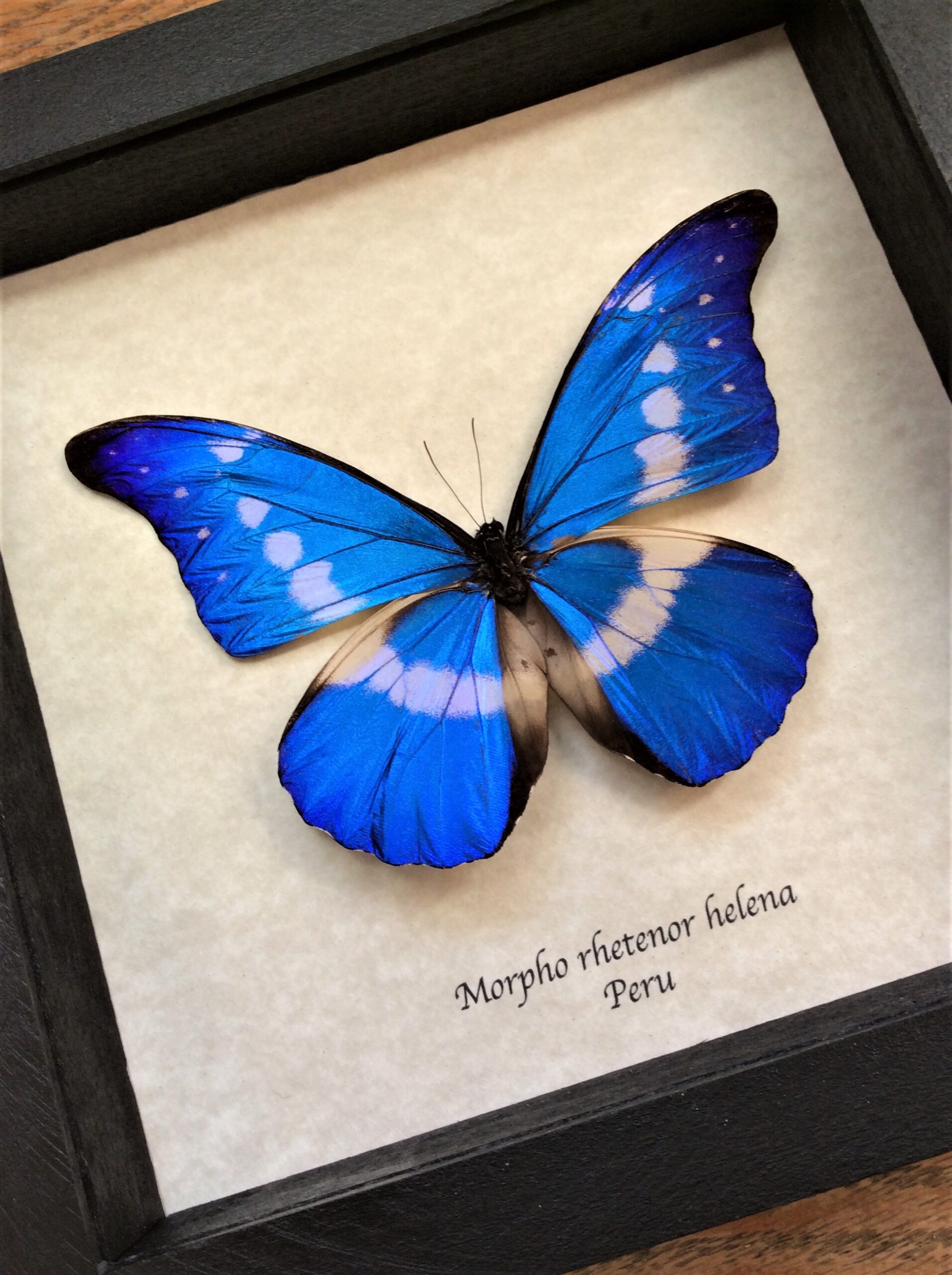 Morpho, rhetenor, helena, Blue Morpho Helena, extra large, rare