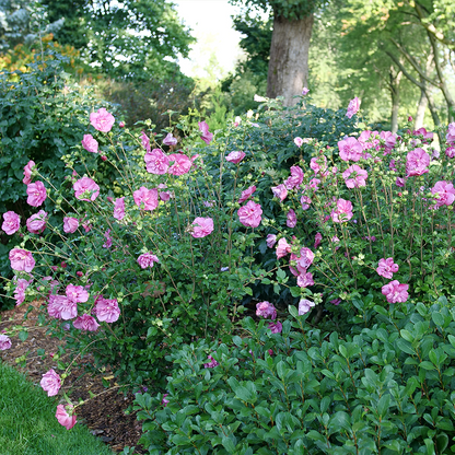 Magenta Chiffon® Rose of Sharon - Hibiscus syriacus