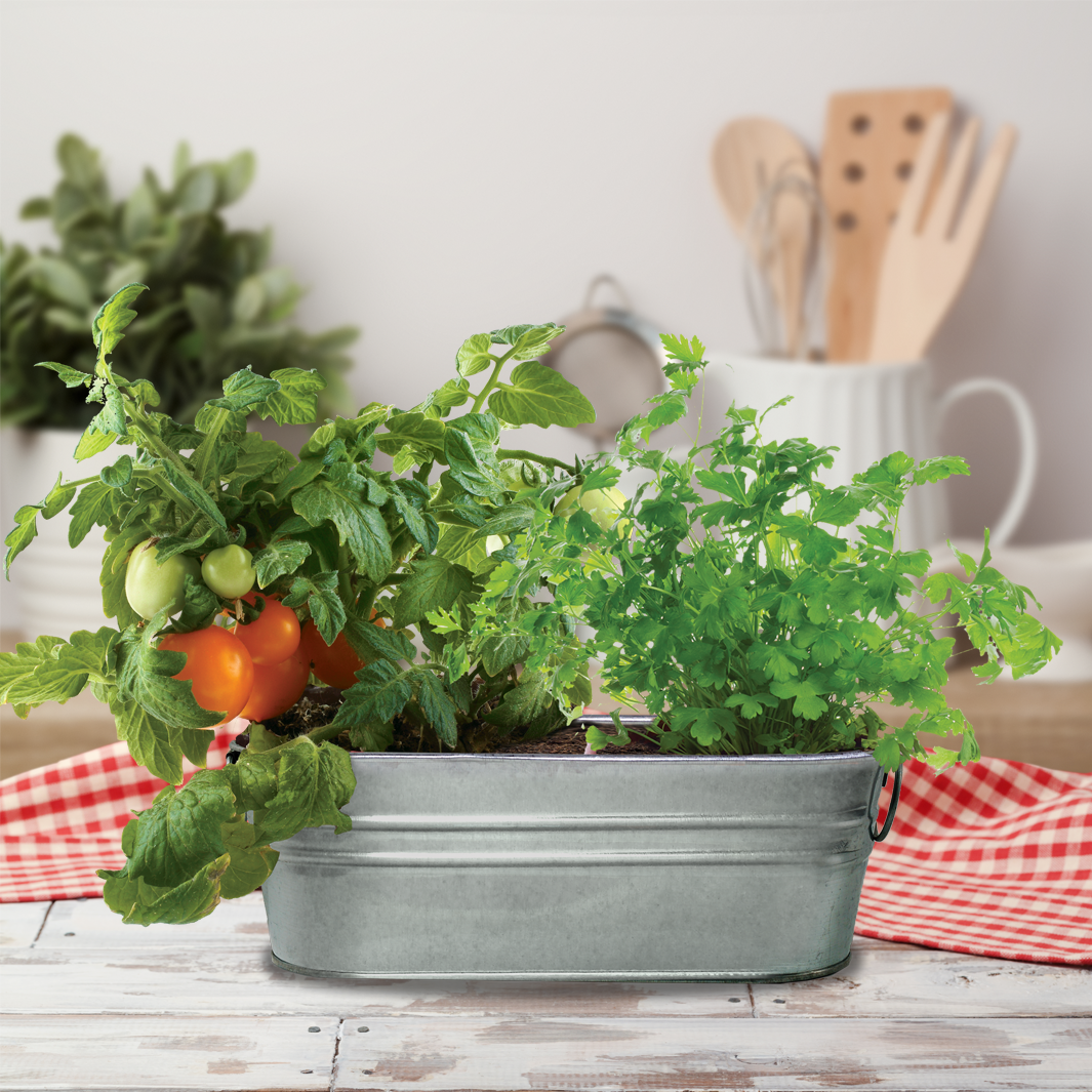 Taco Night Windowsill Grow Kit | Tomato & Cilantro | Buzzy Seeds
