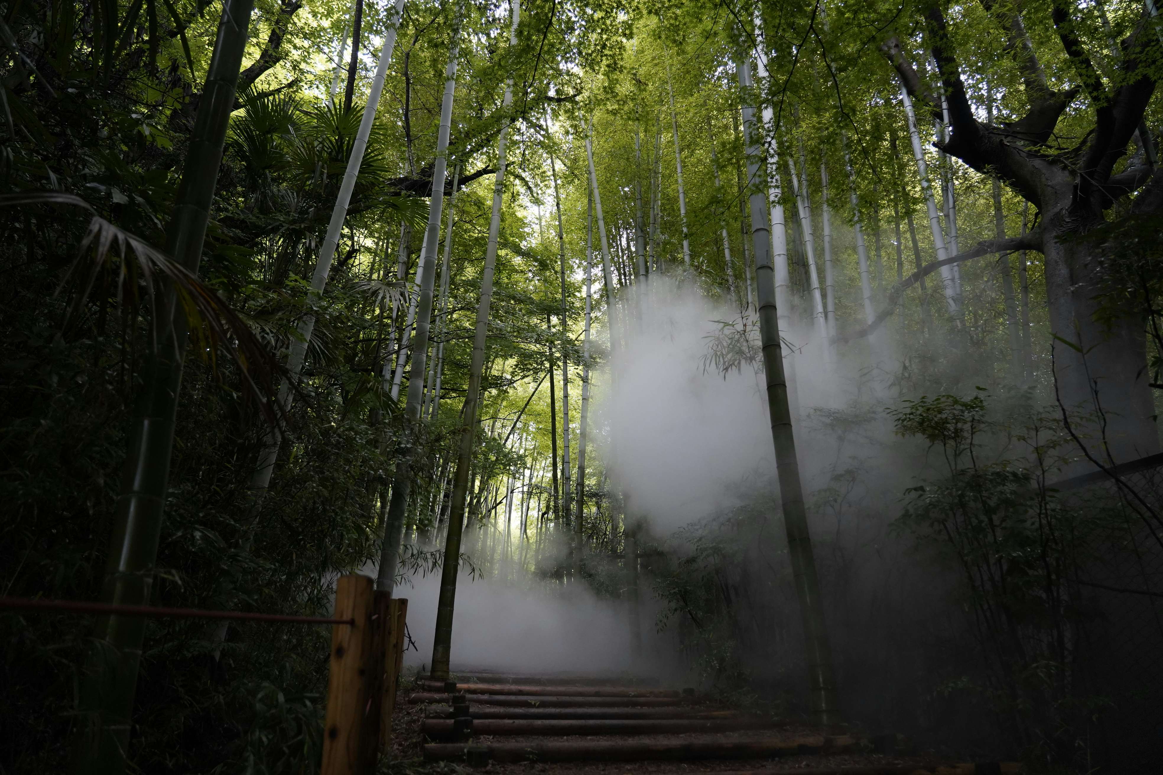 中谷芙二子監修の「霧」を抜けて。よみうりランドで「Pokémon WONDER