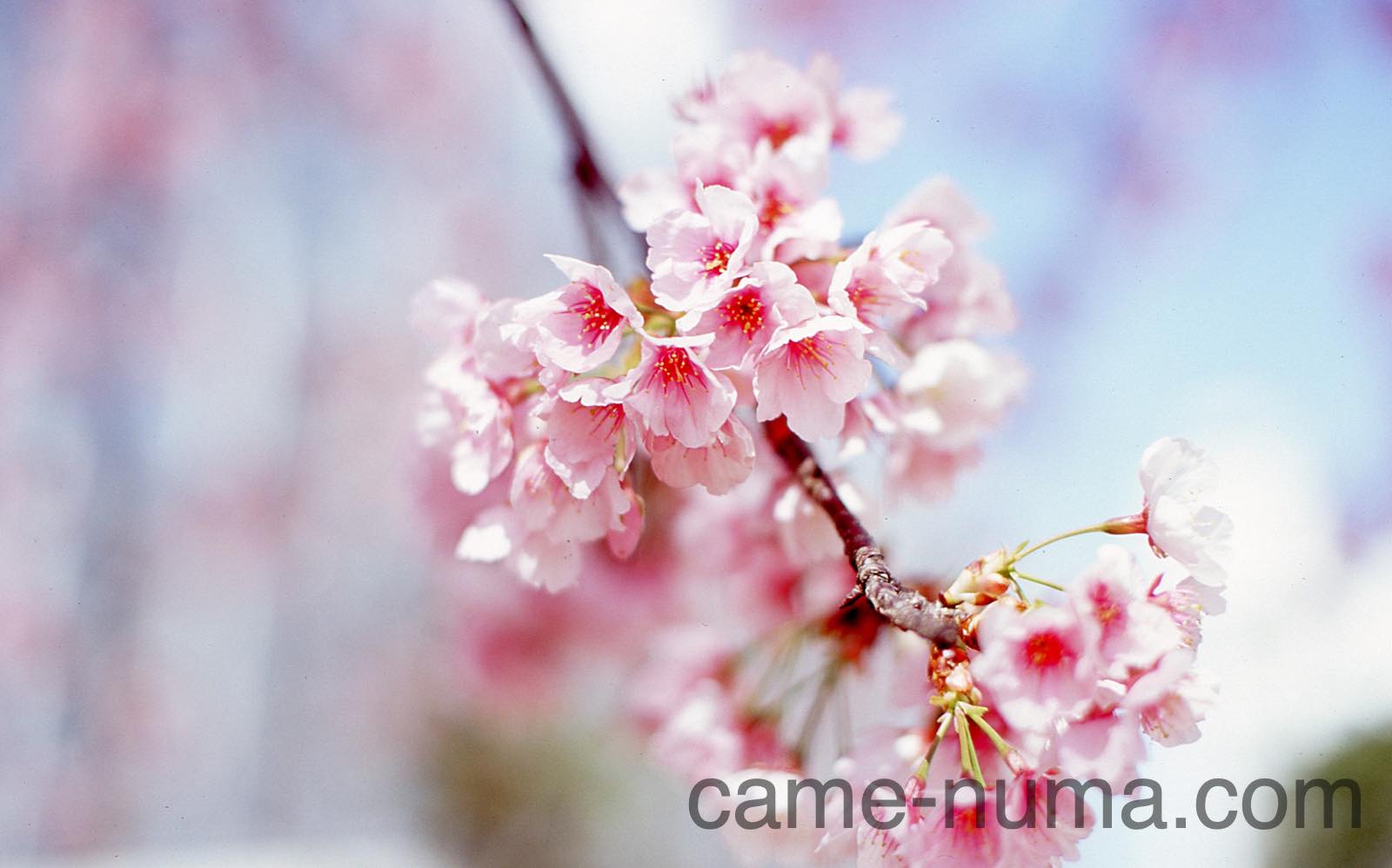 Canon FD 50mm F1.4 S.S.C. 高コントラストで発色良好なオールドレンズ