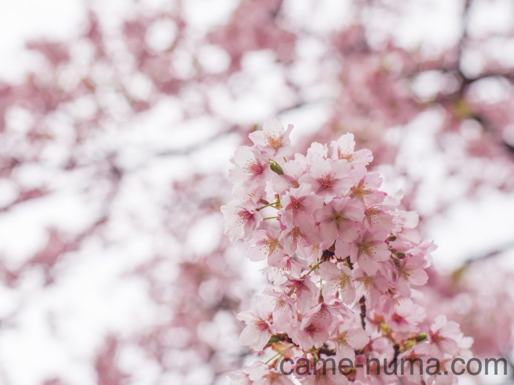 中判カメラ用大口径レンズ「セコールC 80mm F1.9」 を中判デジタル機