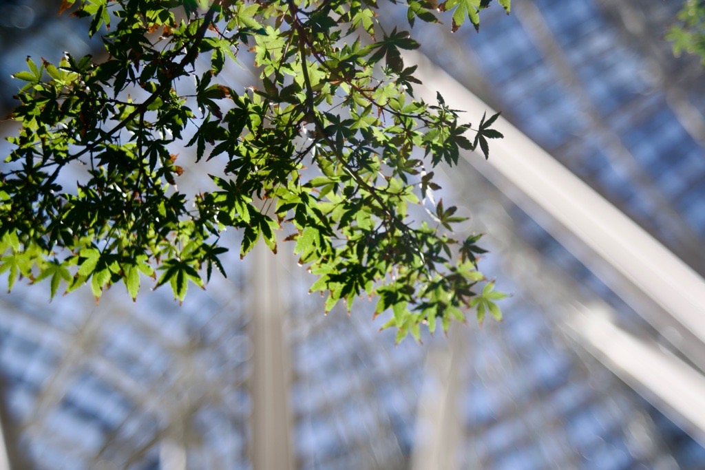 バブルボケでいこう！FUJINON 55mm F2.2｜レビュー＆作例 - くららの