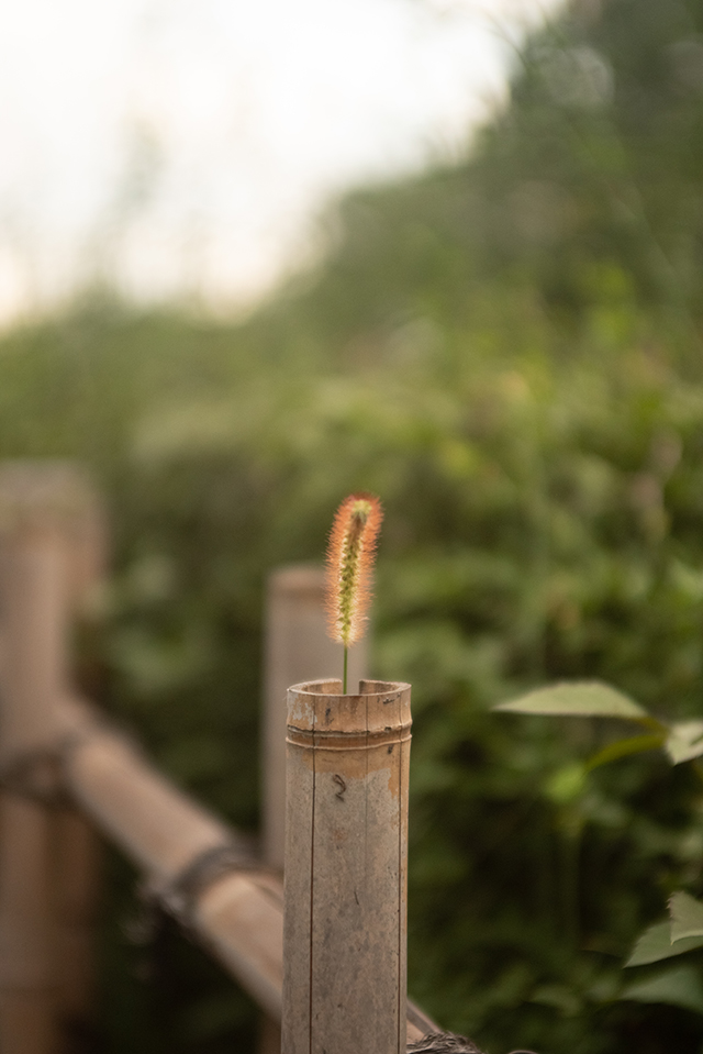 Tokina AT-X AF 28-70mm F2.8 PRO NEW、開放ソフト絞ればピシリの名レンズ