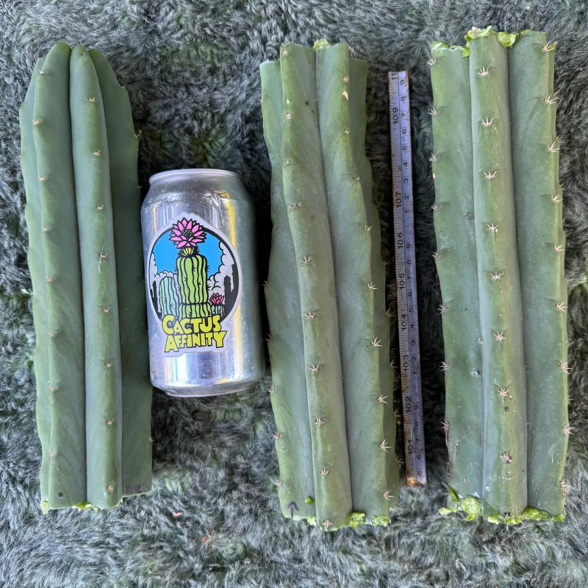 Cactus Affinity - SS02 x (peru x tom j's giant) JS228short