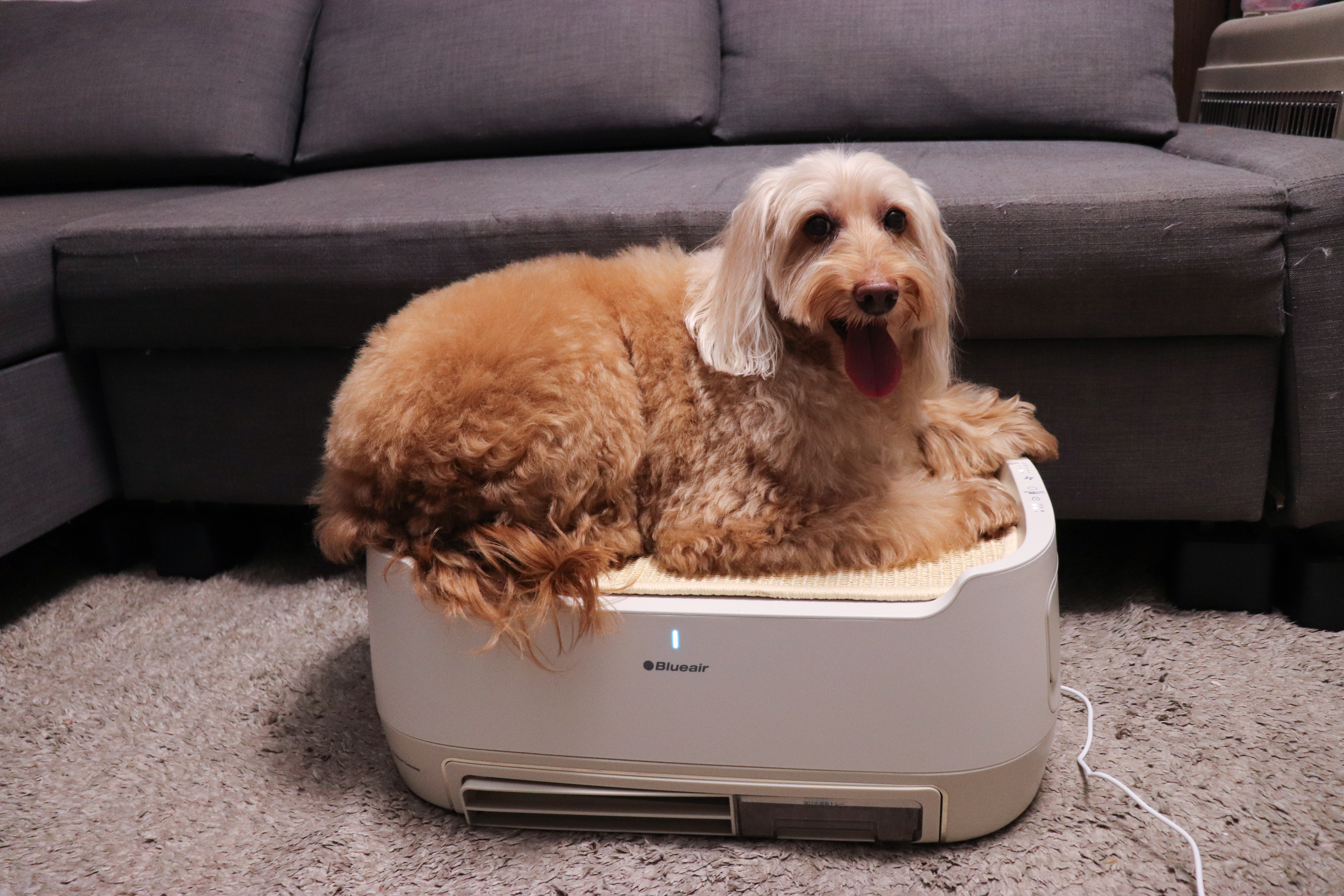 ペット臭の正体と