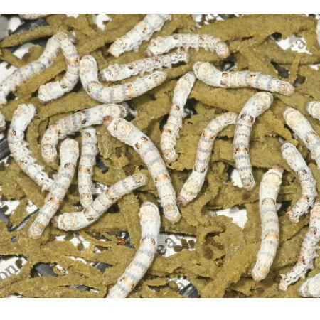 カイコの餌 シルクメイト500g | 爬虫類倶楽部