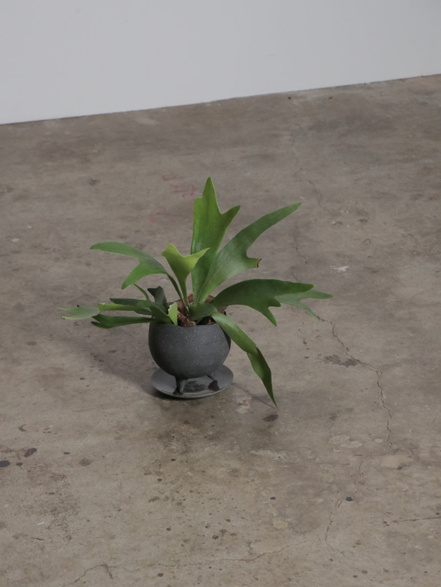 ビカクシダ ネザーランド