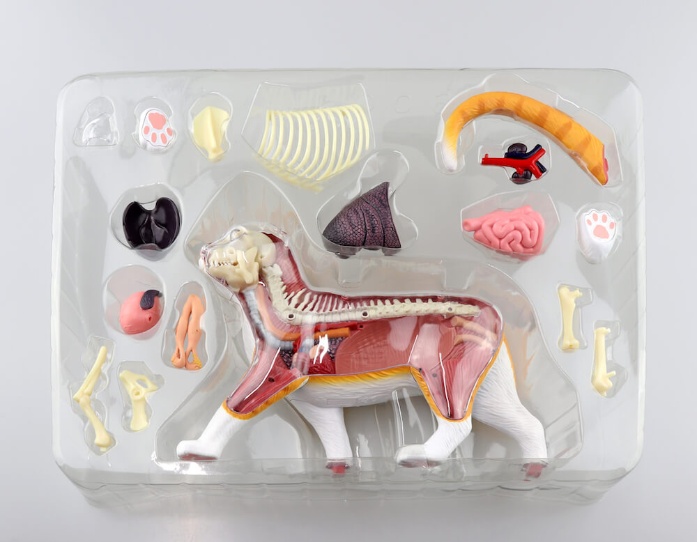 猫の体のつくりが学べる立体パズル「猫の解剖モデル」待望の第2弾は茶