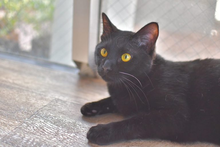 猫紹介】みずくん/駒猫/駒沢公園