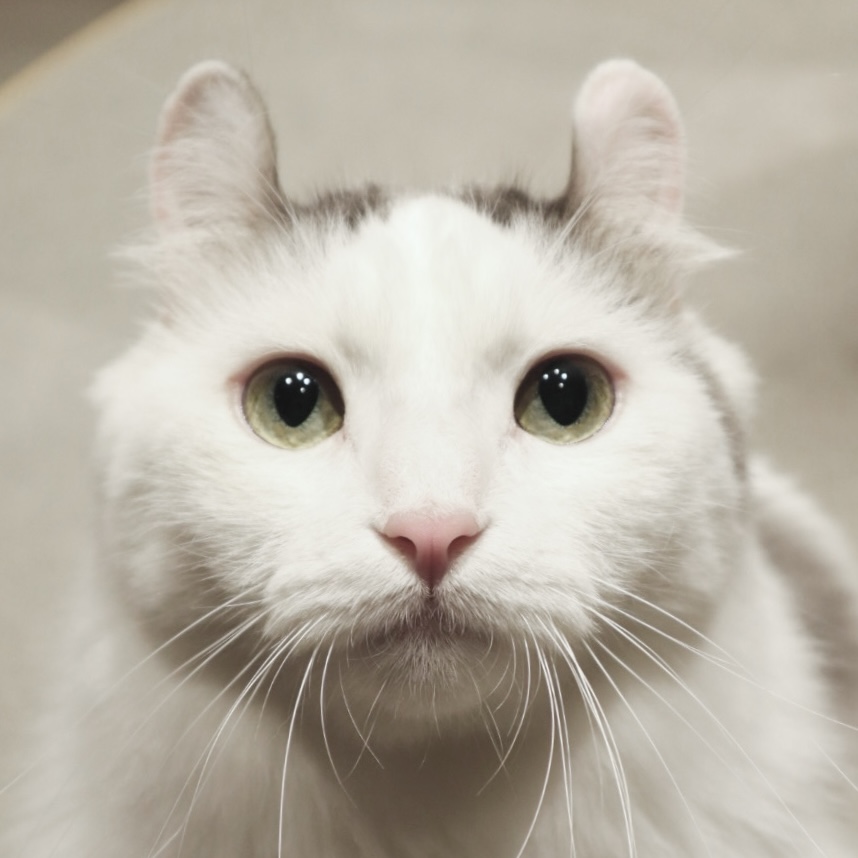 三宮店｜猫カフェ MOCHA(モカ)