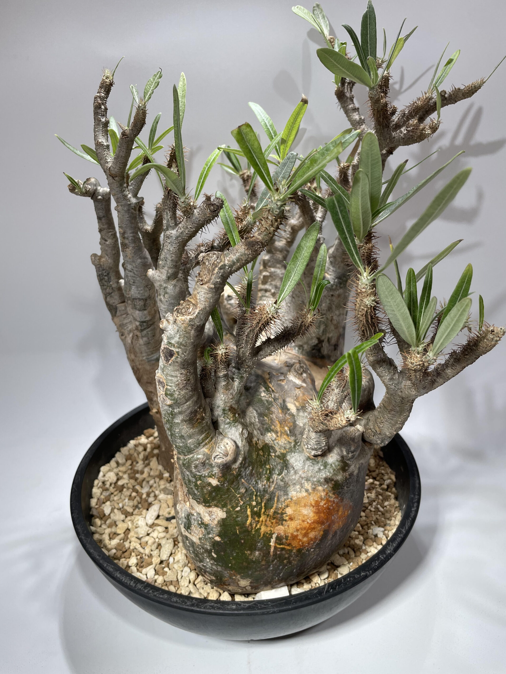 パキポディウム・グラキリス 現地球 – Caudex