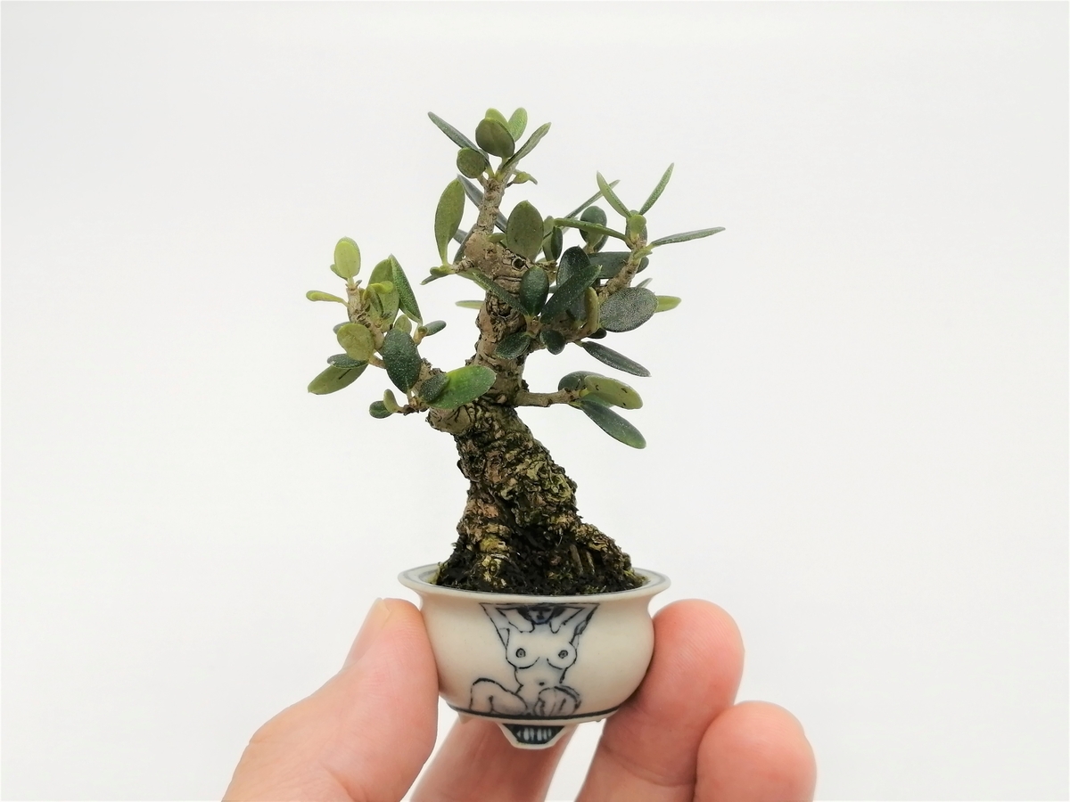 □オリーブ olive - 東京盆栽日記～はさみ作りと豆盆栽～