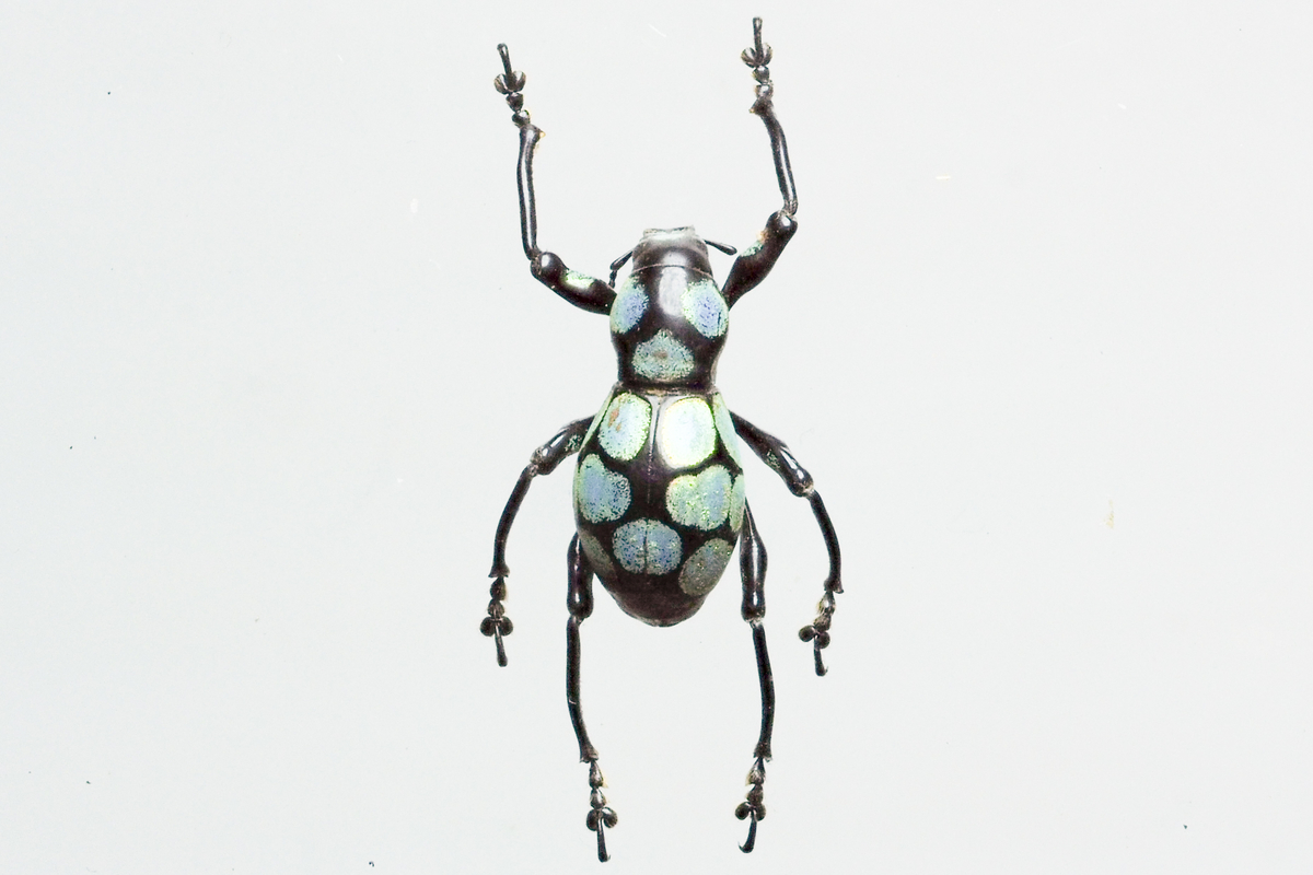 カタゾウムシ達 Pachyrhynchini - PAPUAの世界！！