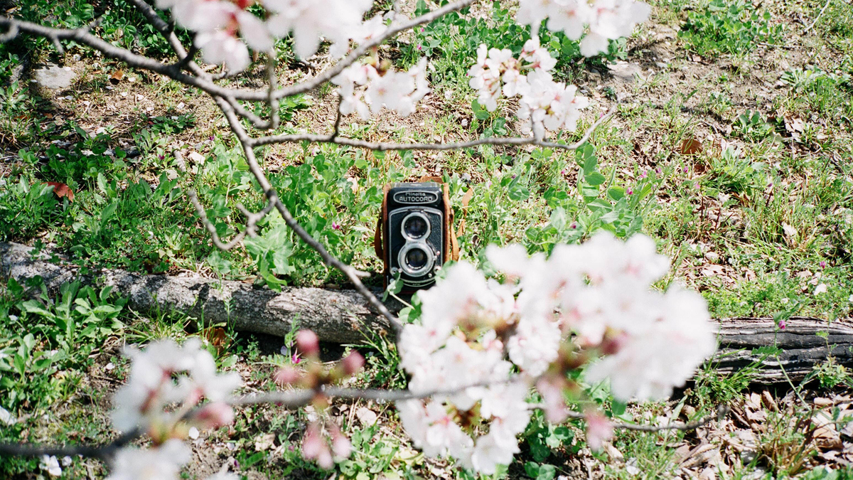 国産二眼レフ Minolta AUTOCORD のファーストロール（作例有り