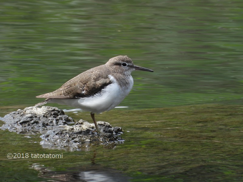 Nikon COOLPIX P1000 で野鳥を撮る 2018-09-29 - とり気分