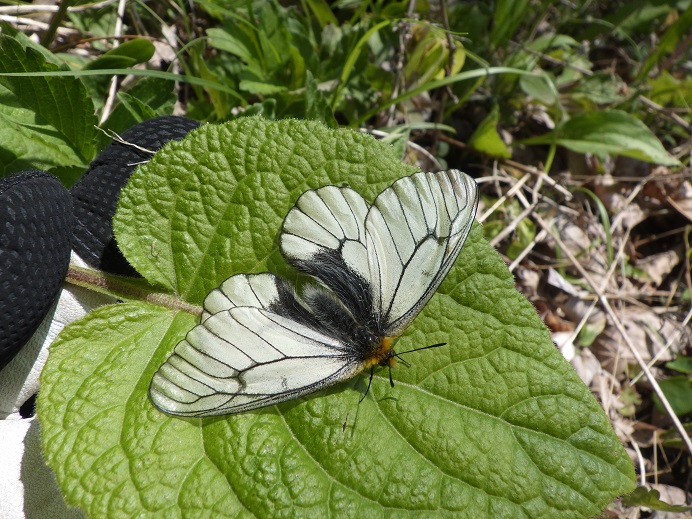 チャールトンウスバ原亜種 雌 チャールトンウスバ原亜種 雌 phonto-4