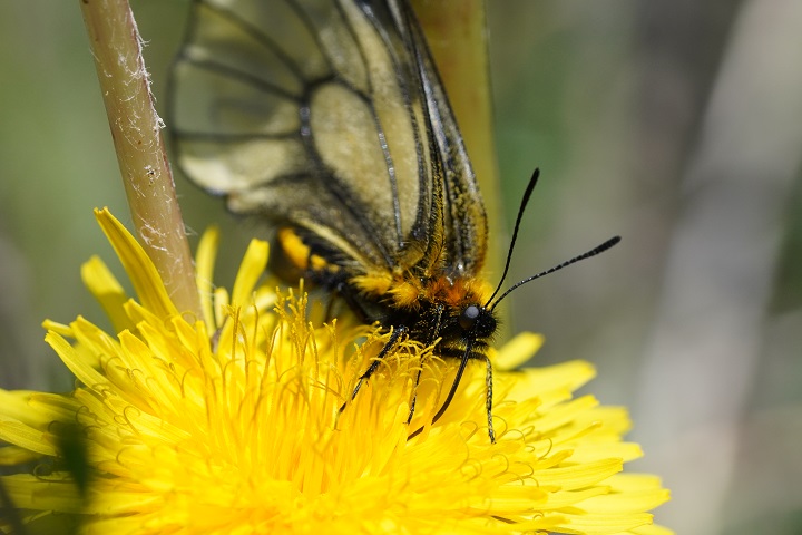 詩人の蝶 日本のパルナシウス、ウスバシロチョウ そしてアフガンの中村