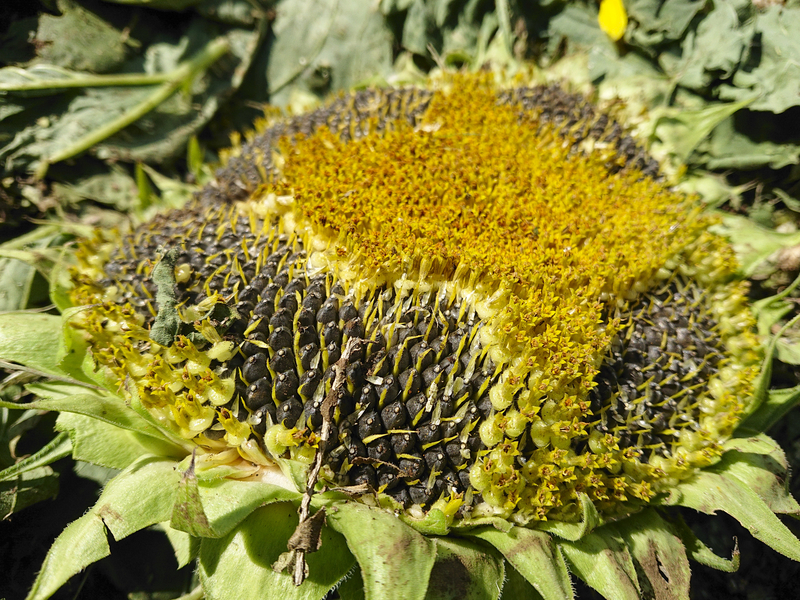 なんまちひまわりProject 2019 vol.9【お片付け&第二のひまわり開花