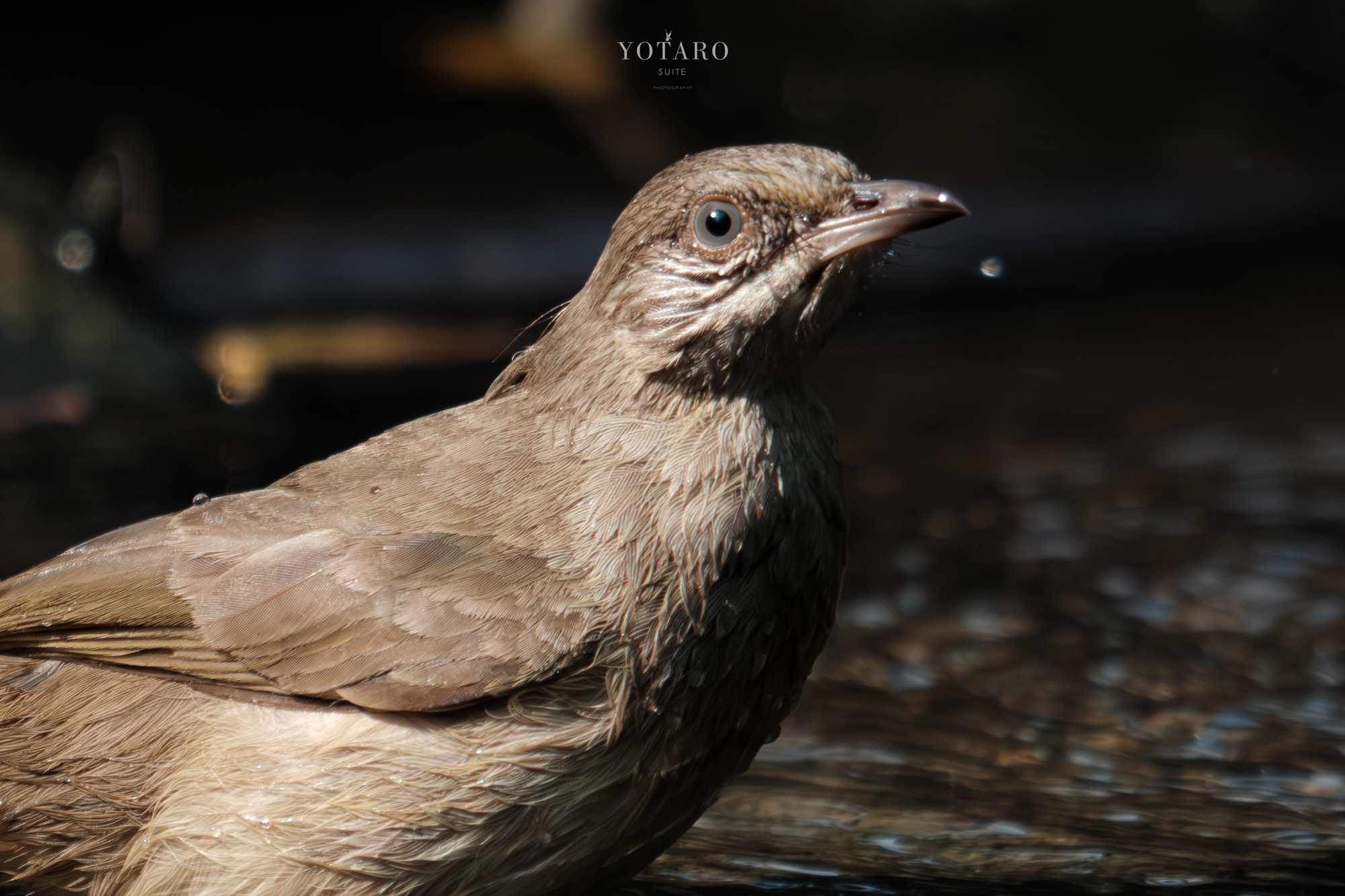 今日のX-T5『野鳥撮影（止まりもの）』 - MONOKIRI 35mm