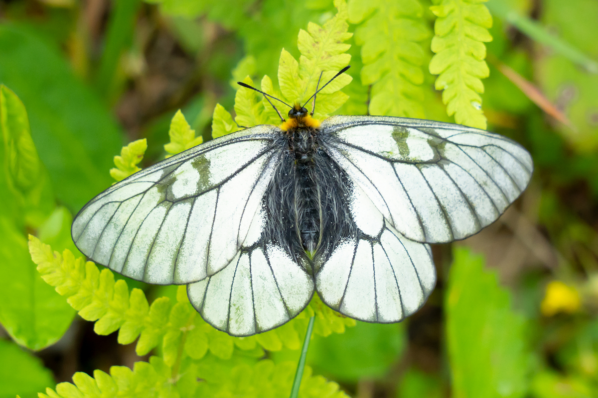 ウスバシロチョウ・・・和名と見た目に騙されないように - 昆虫散歩道