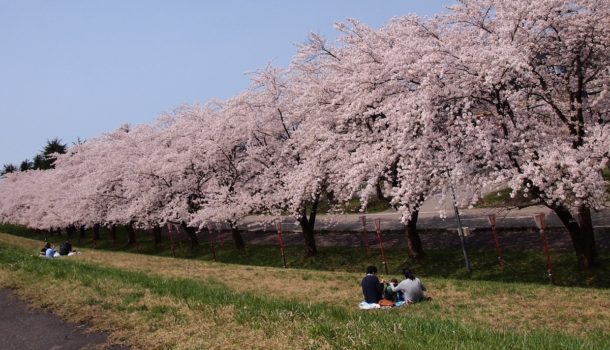 No.363【新潟県】Googleマップにもない！人もいない！でも「高瀬の桜