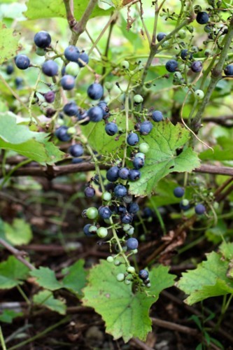 やまぶどう・サンカクヅル（三角蔓）」も熟して…。 - yatsugatakeのブログ