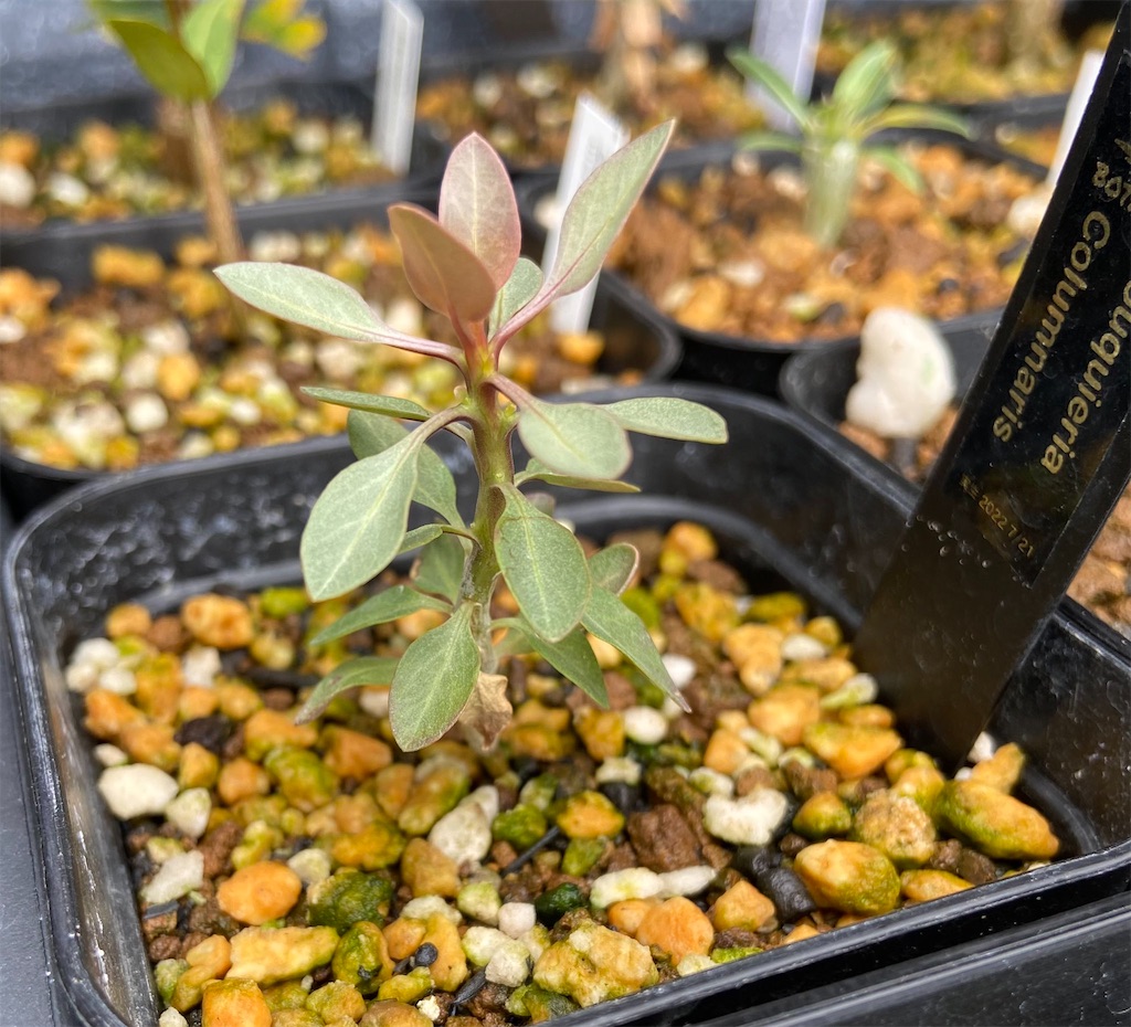 フォークイエリア・コルムナリス(Fouquieria columnaris seeding)実生