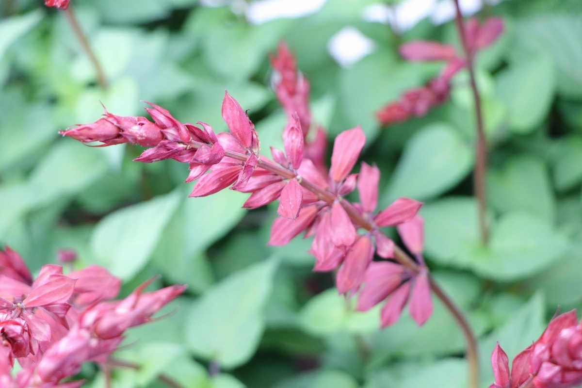 開花、開花後まで、長期間変化を楽しみながら鑑賞できるサルビア