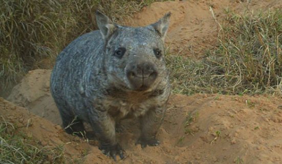 3種類のウォンバット！珍獣の中の珍獣の謎に迫る！ - とあるウォン