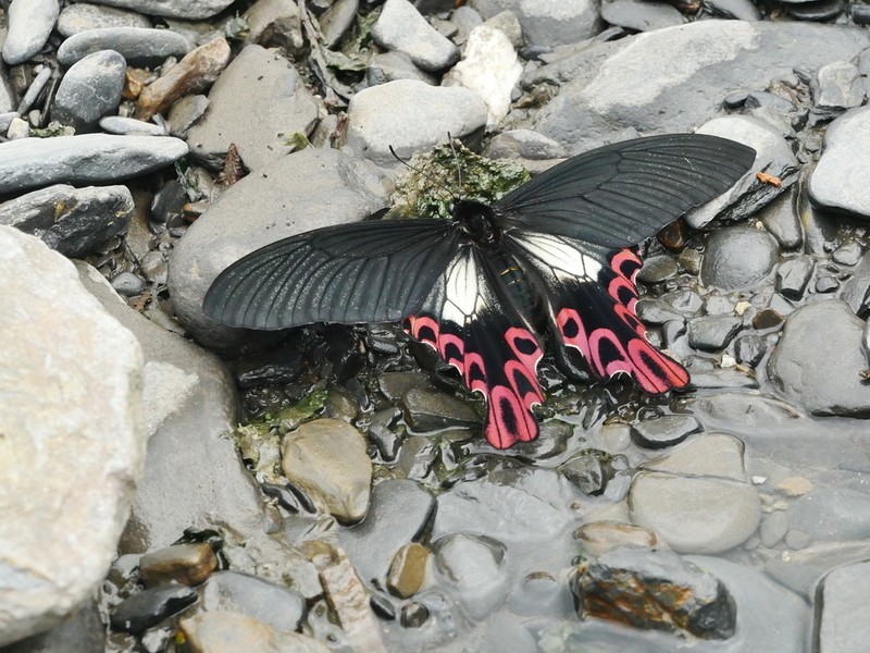 今年のフトオアゲハ － 寒波の影響・甚大 － - OTTOの蝶々ブログ