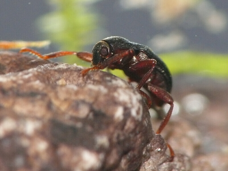 ブラジル産 ミズスマシ 20mm 【公式通販】