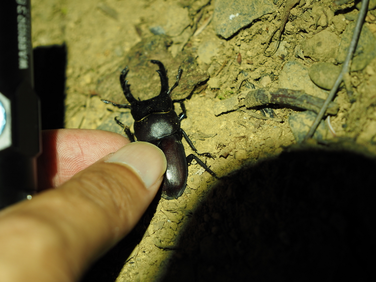 昆虫採集の服装や注意点、道具セットや長竿捕虫網のおすすめなど基礎