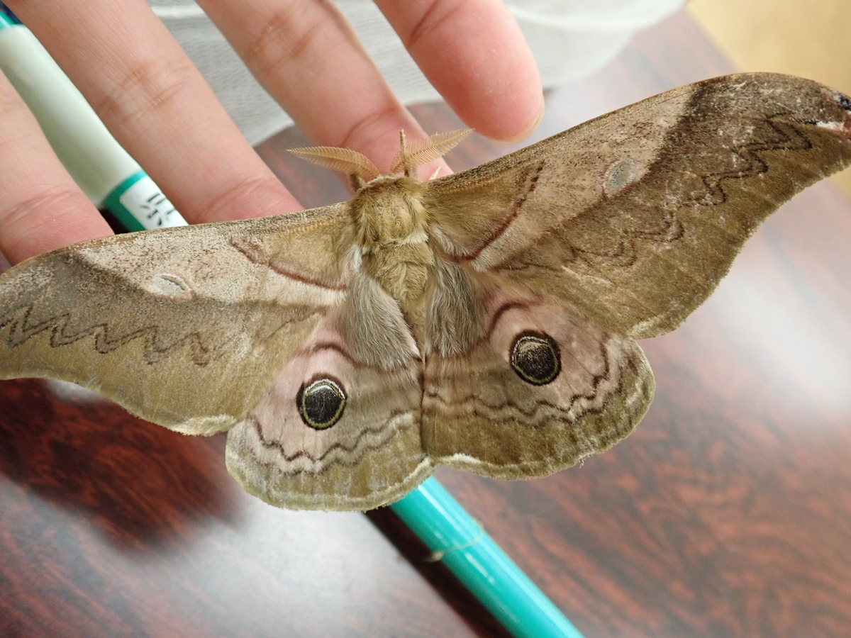 クスサンはなぜ大量発生するのか？ その原因と巨大な蛾の生態を北海道