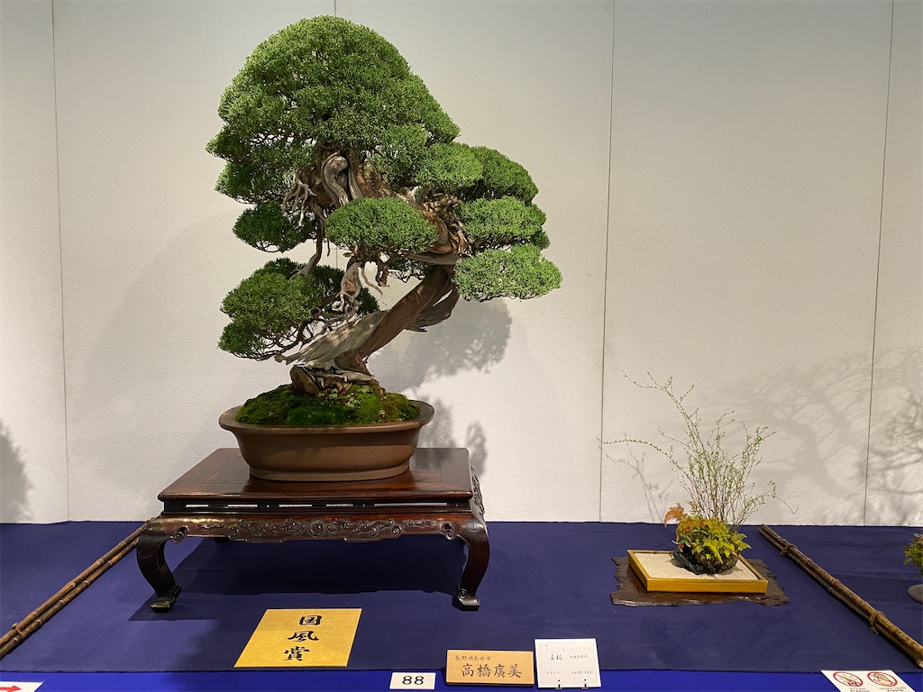 第96回 国風盆栽展 前期 - BONSAIちえ